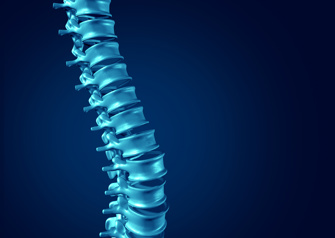 spine